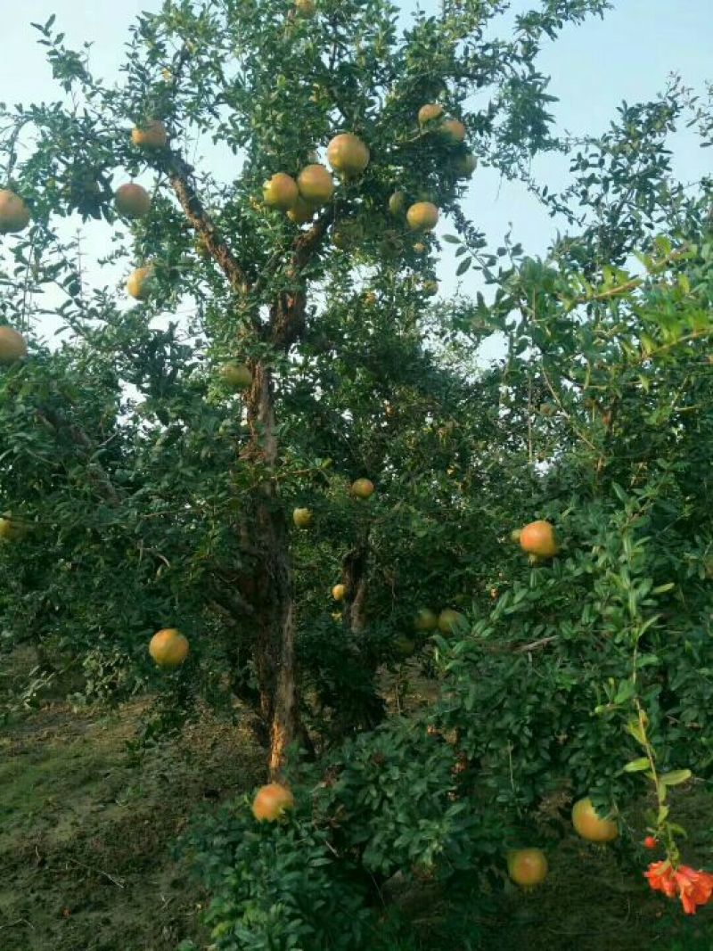 突尼斯软籽石榴树苗基地直销先挖