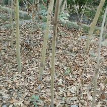 黄花梨树苗成都露天培养，耐低温