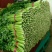 芹菜西芹50cm以上质量好货源充足