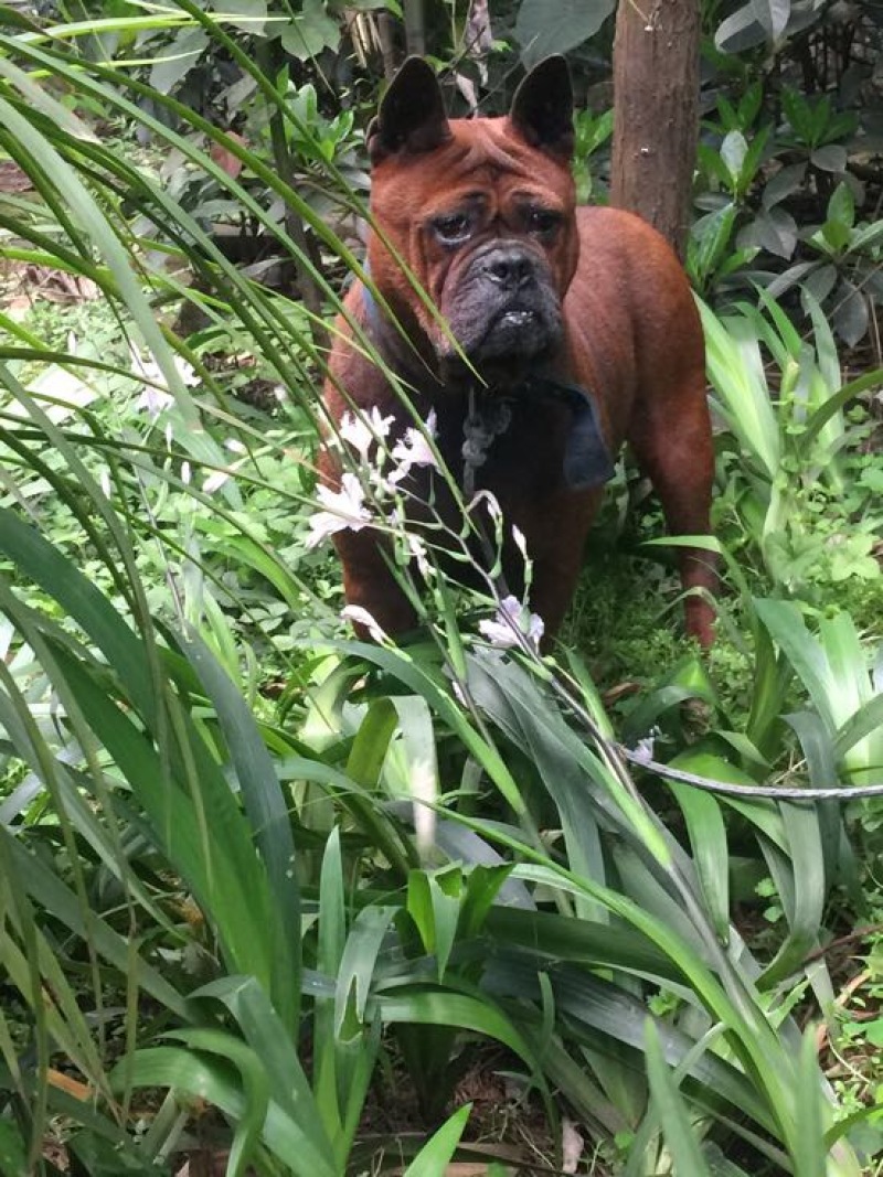 重庆地区长期繁殖四川川东猎犬比特马犬狗崽母