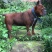 重庆地区长期繁殖四川川东猎犬比特马犬狗崽母