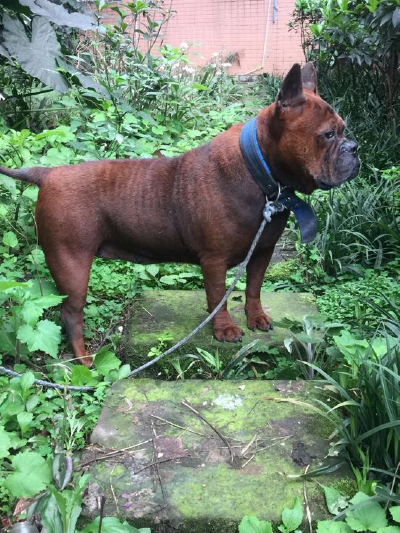 重庆地区长期繁殖四川川东猎犬比特马犬狗崽母