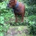 重庆地区长期繁殖四川川东猎犬比特马犬狗崽母