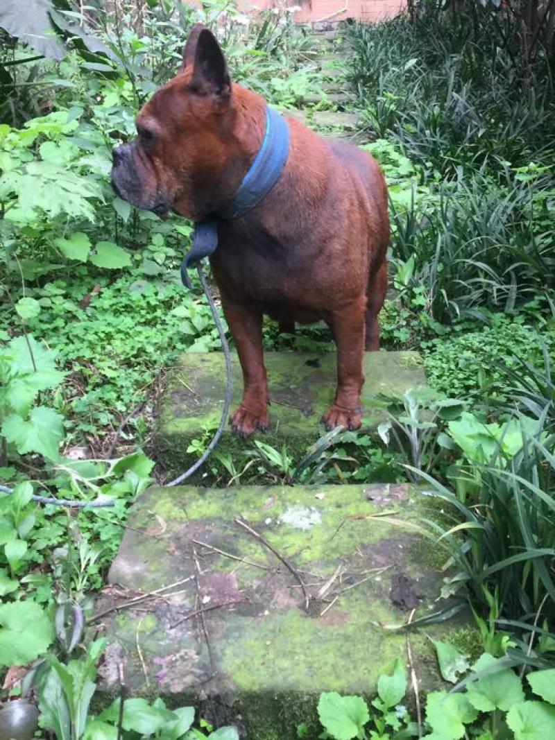 重庆地区长期繁殖四川川东猎犬比特马犬狗崽母
