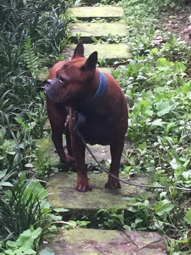 重庆地区长期繁殖四川川东猎犬比特马犬狗崽母