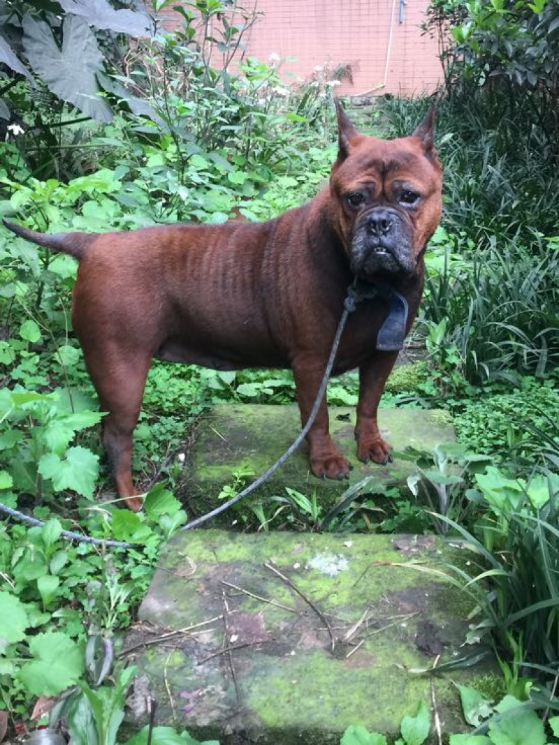 重庆地区长期繁殖四川川东猎犬比特马犬狗崽母