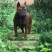 重庆地区长期繁殖四川川东猎犬比特马犬狗崽母