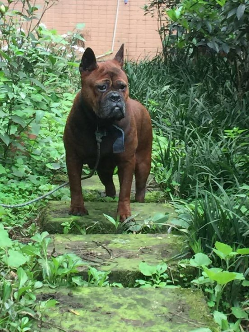 重庆地区长期繁殖四川川东猎犬比特马犬狗崽母