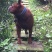 重庆地区长期繁殖四川川东猎犬比特马犬狗崽母