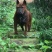 重庆地区长期繁殖四川川东猎犬比特马犬狗崽母