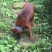 重庆地区长期繁殖四川川东猎犬比特马犬狗崽母