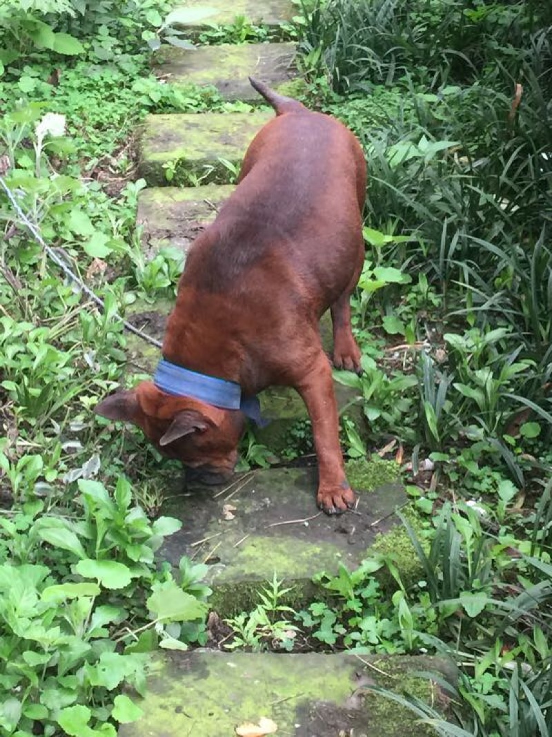 重庆地区长期繁殖四川川东猎犬比特马犬狗崽母