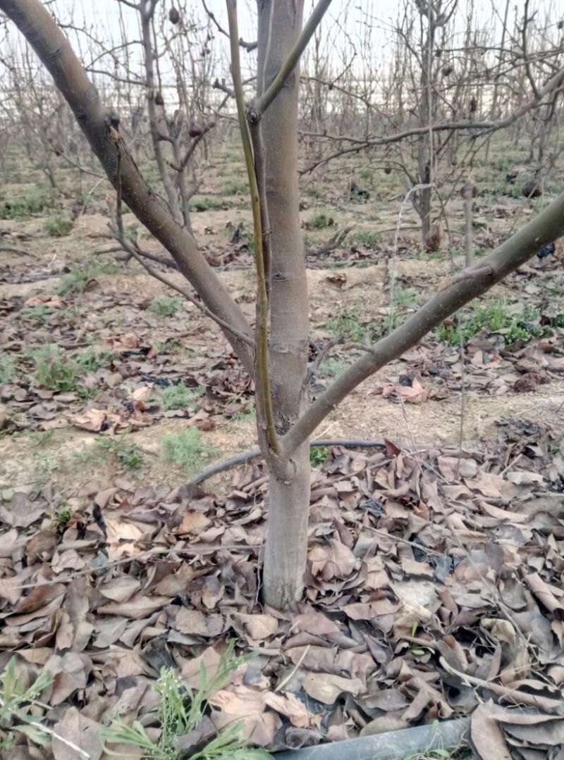 毛桃树4~6cm2.5~3米