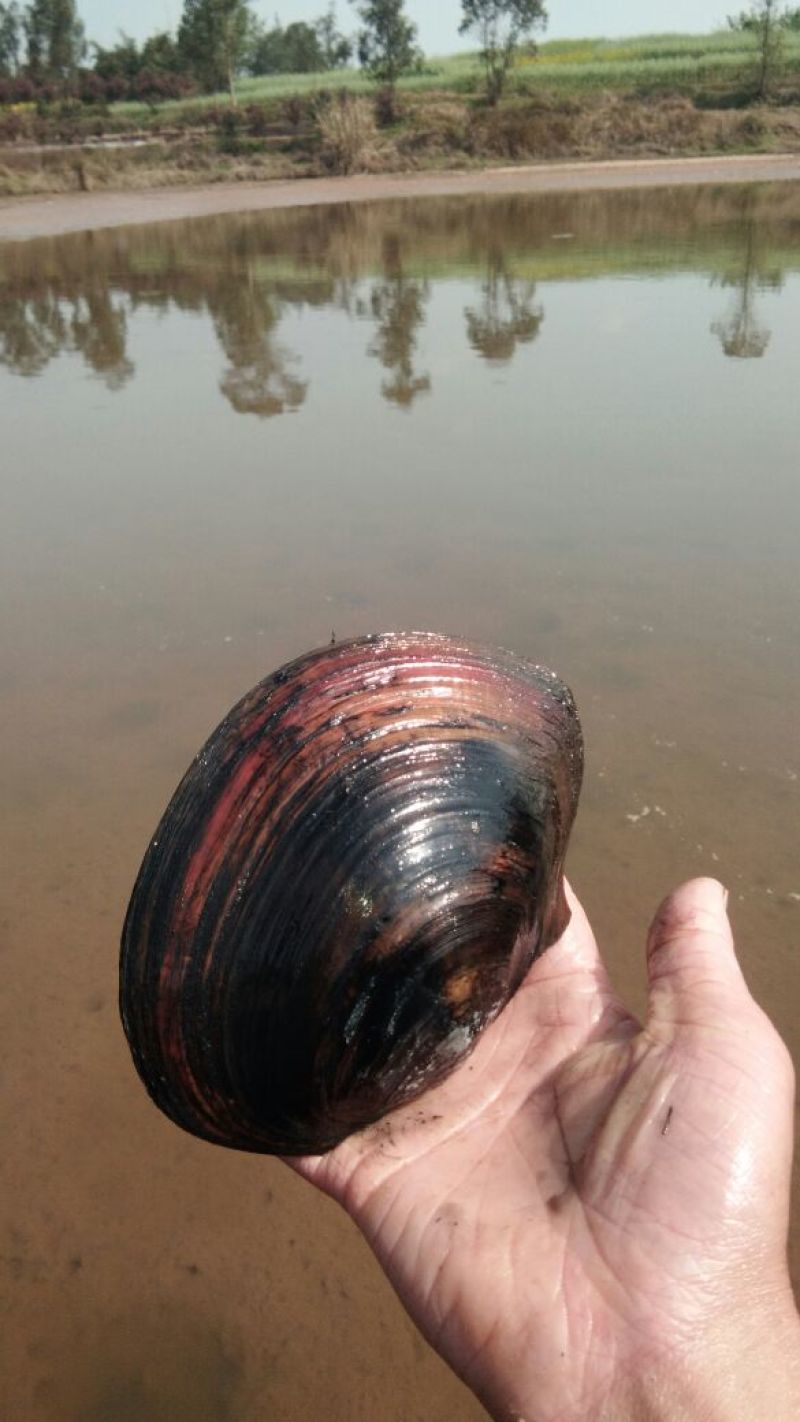 河蚌河蚌河蚌河蚌
