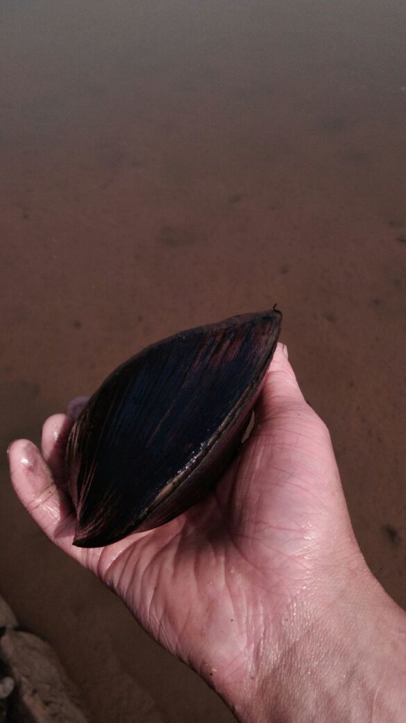 河蚌河蚌河蚌河蚌