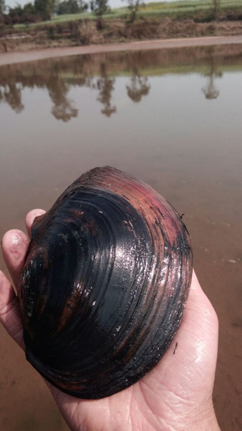 河蚌河蚌河蚌河蚌