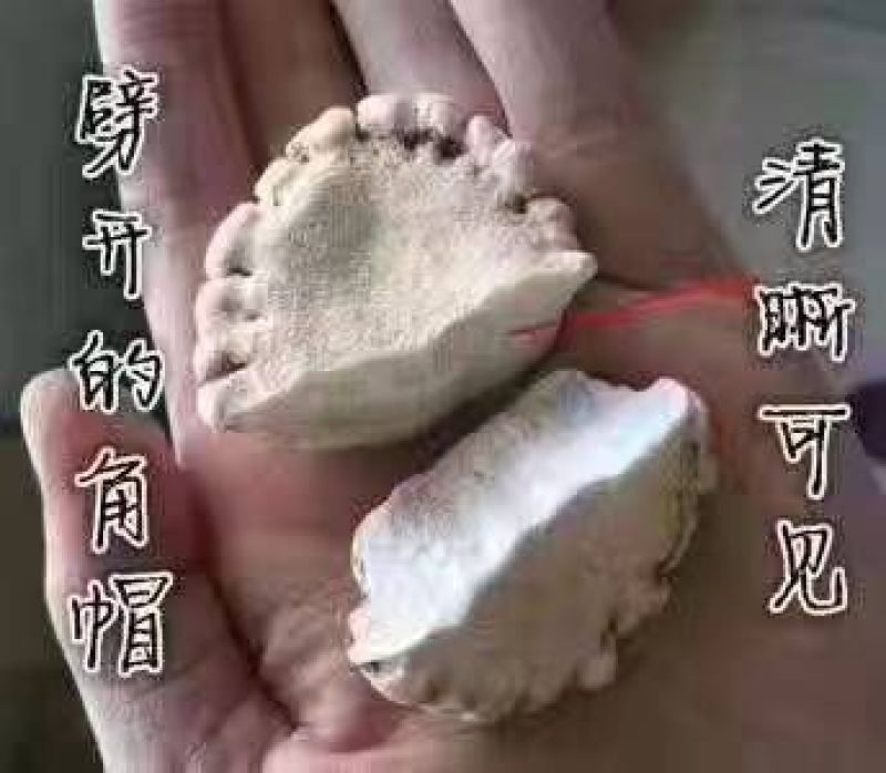 鹿角粉鹿角冒粉梅花鹿托盘粉