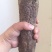 肉苁蓉大芸，新疆肉从容，泡酒，泡茶，加玛卡