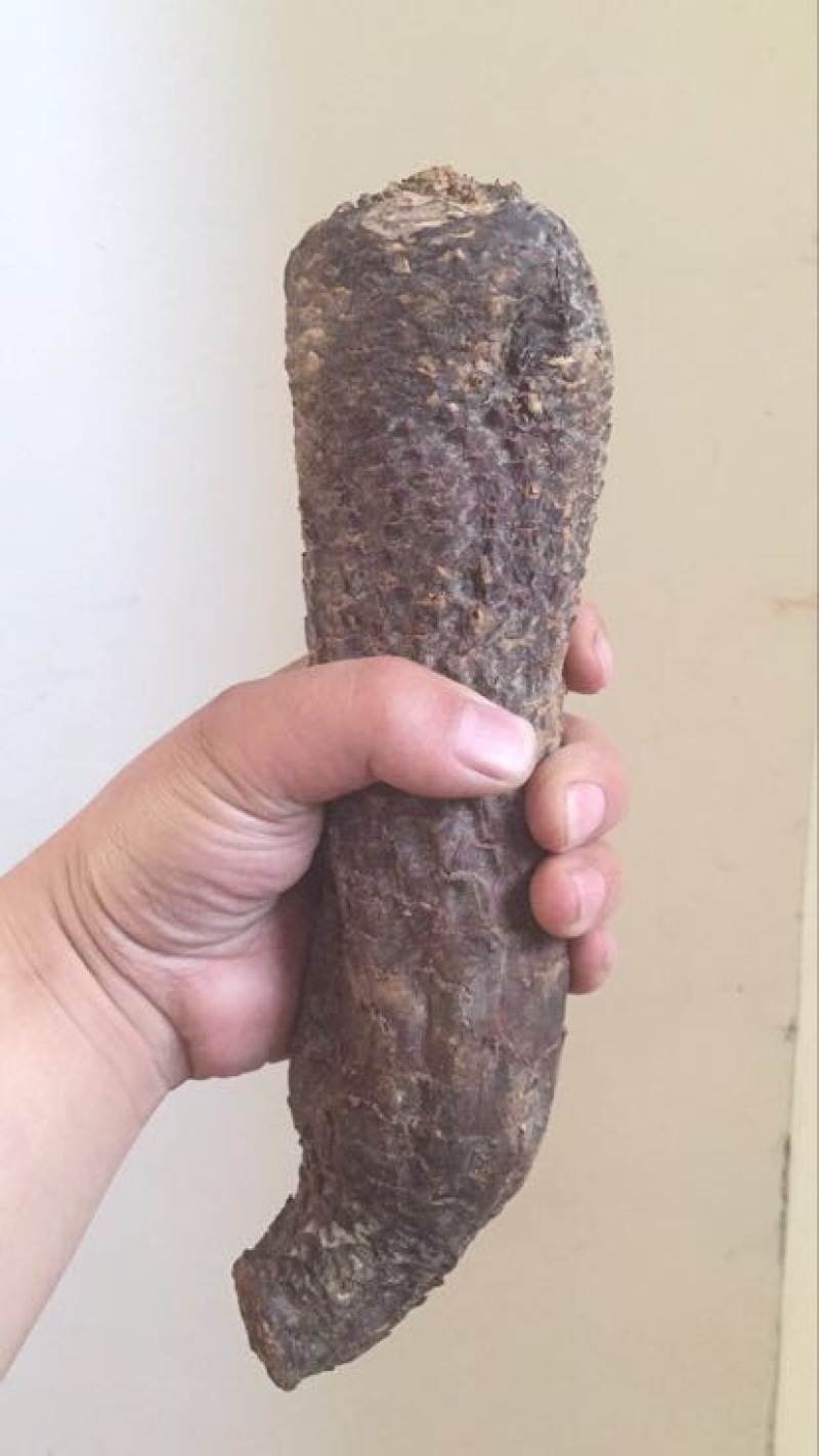 肉苁蓉大芸，新疆肉从容，泡酒，泡茶，加玛卡