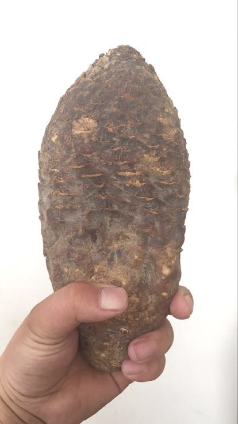 肉苁蓉大芸，新疆肉从容，泡酒，泡茶，加玛卡