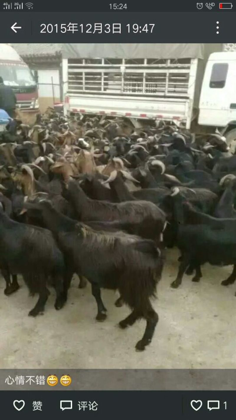 种牛杂交牛犊，黄牛肉牛出售