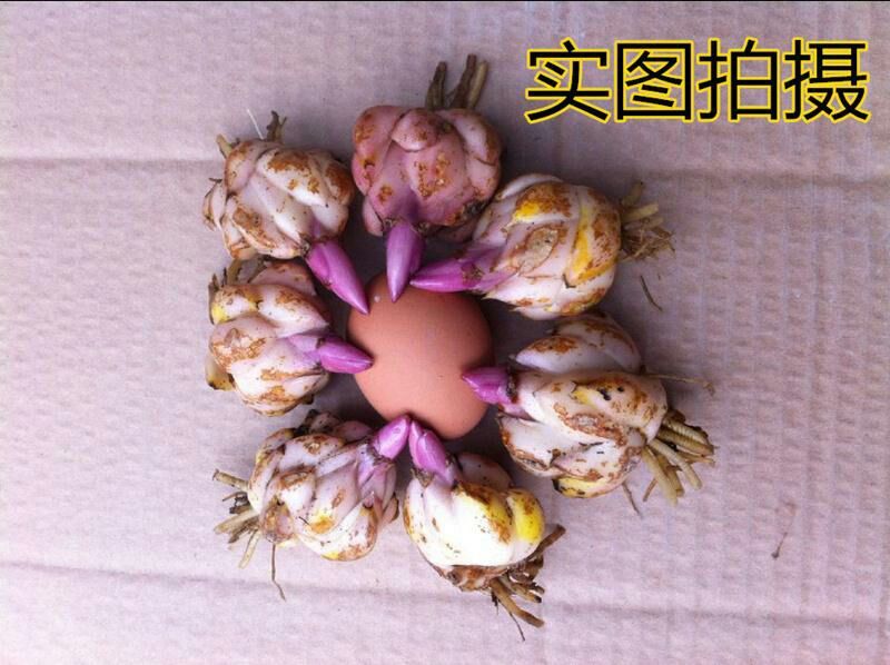 百合种球