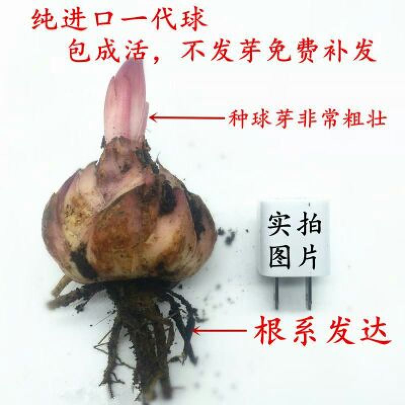 百合种球