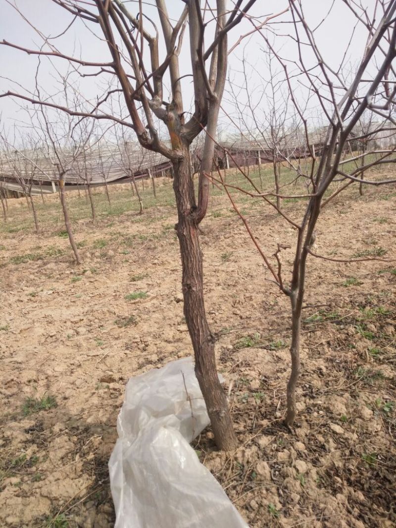 冬枣树苗50~80cm