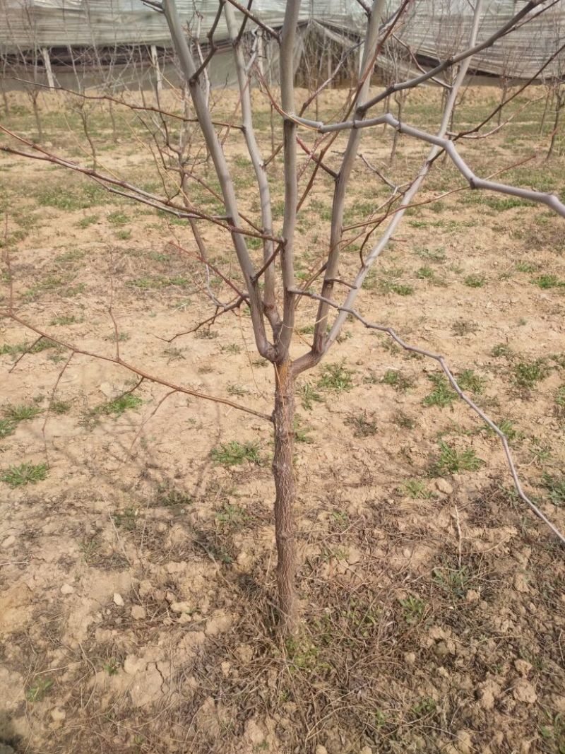 冬枣树苗50~80cm