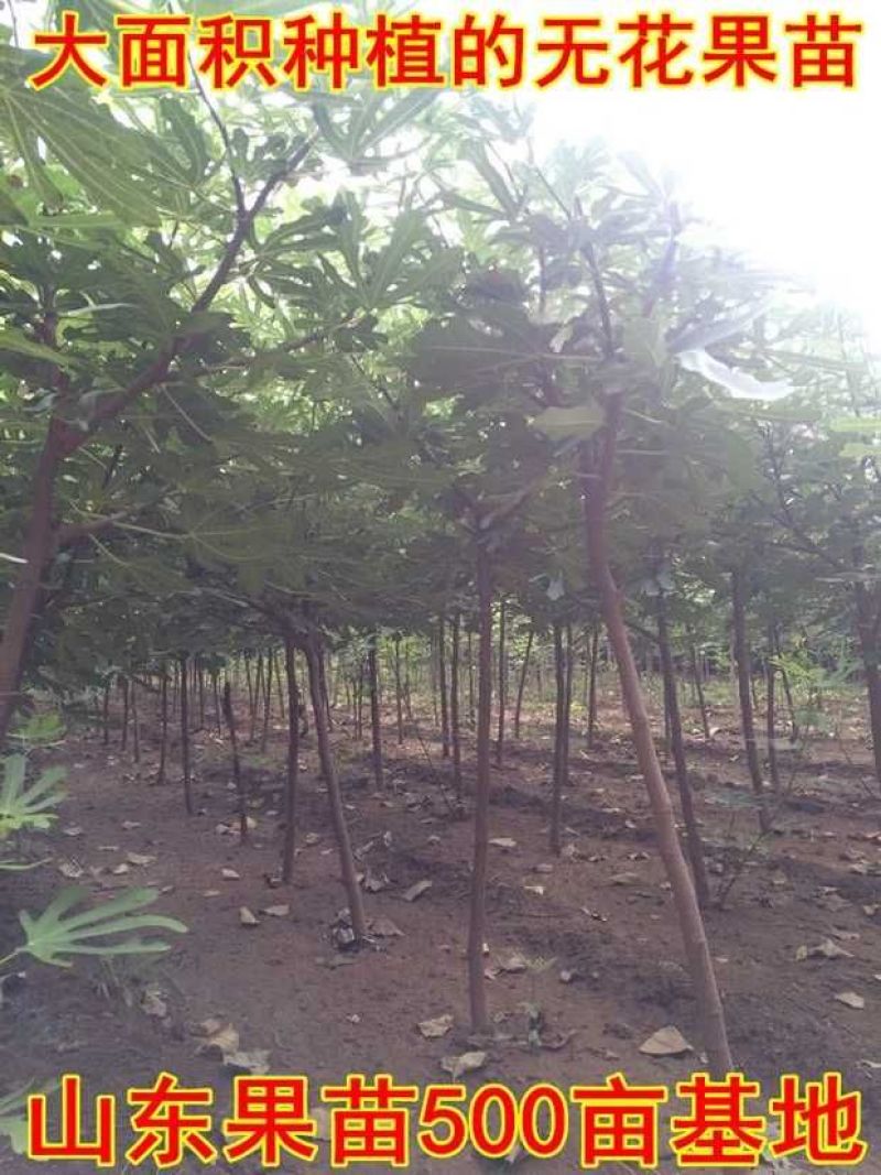 无花果树果苗阳台庭院矮化带土盆栽南方北方特大果波姬红果树