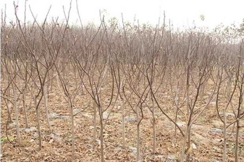 无花果树果苗阳台庭院矮化带土盆栽南方北方特大果波姬红果树
