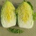 白菜种子