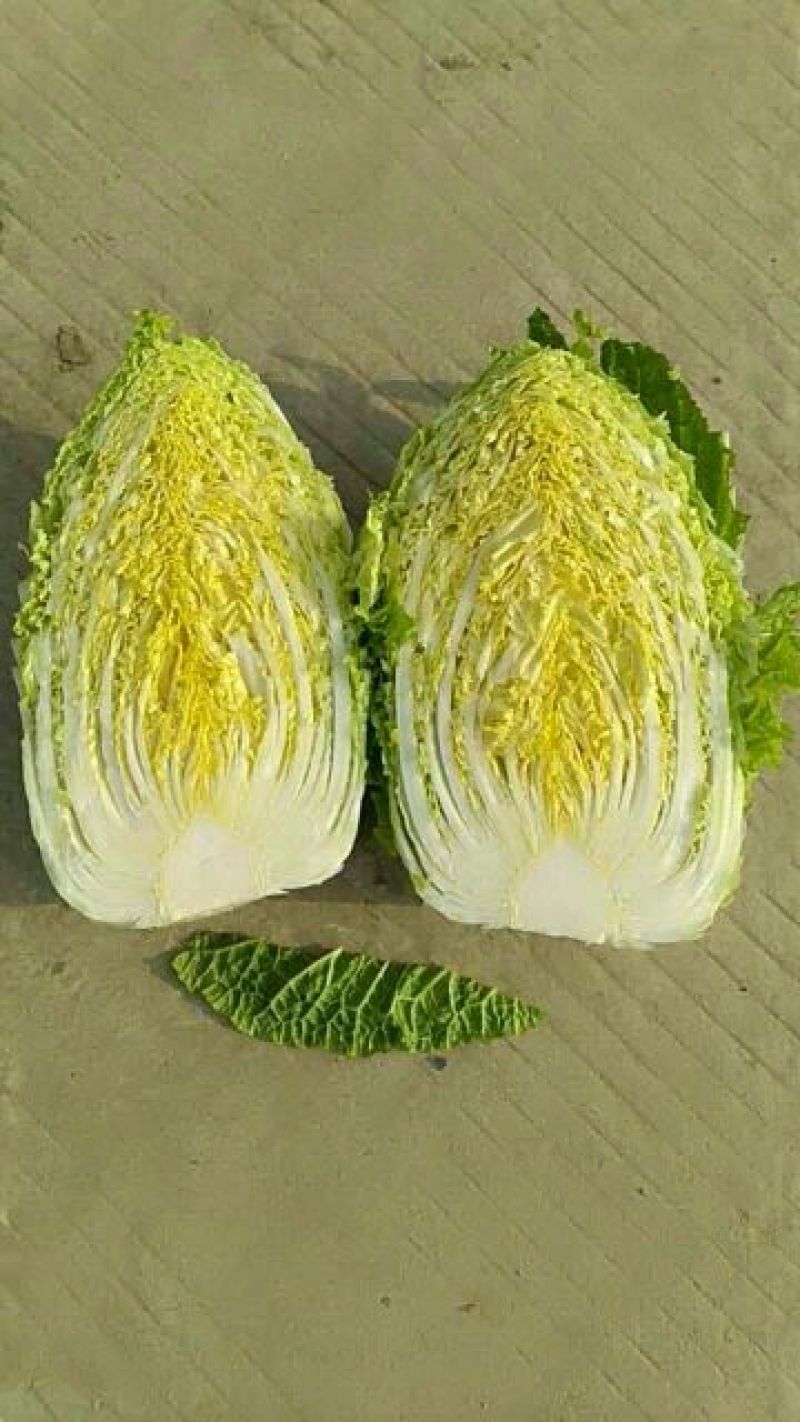 白菜种子