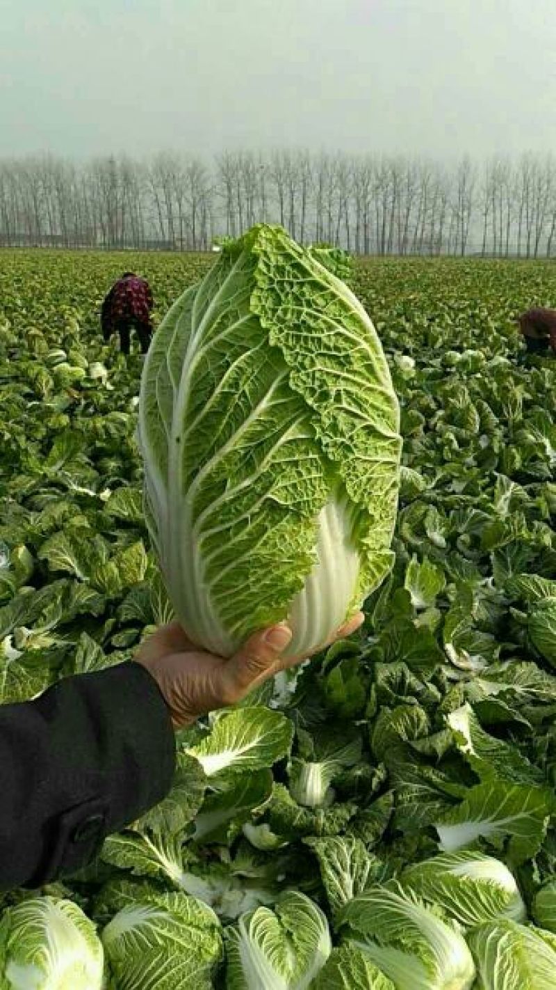 白菜种子