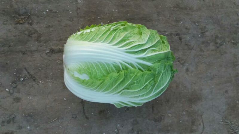 白菜种子