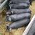 黑太湖原种育肥仔猪苗，品种纯正20~60斤，支持全国发