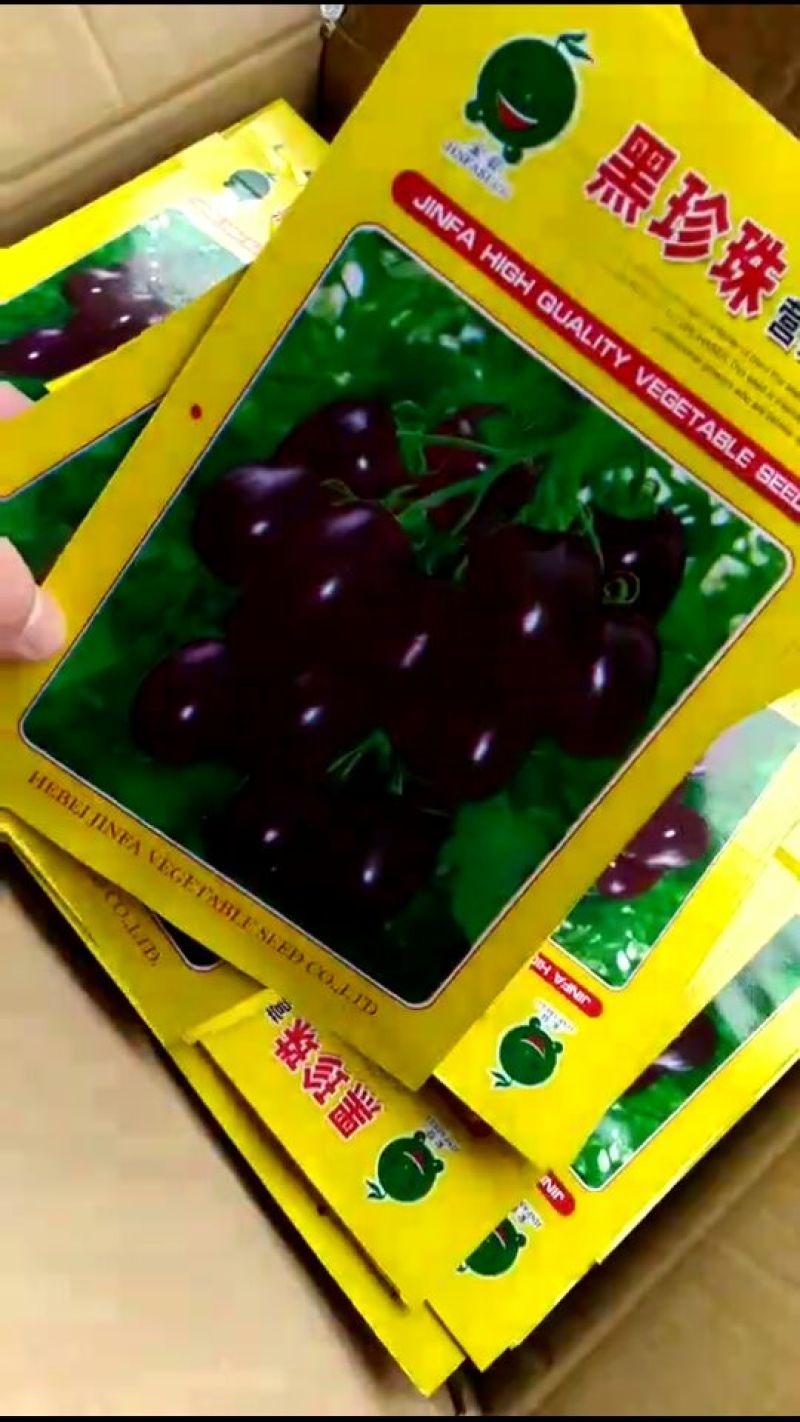 西红柿种子95%