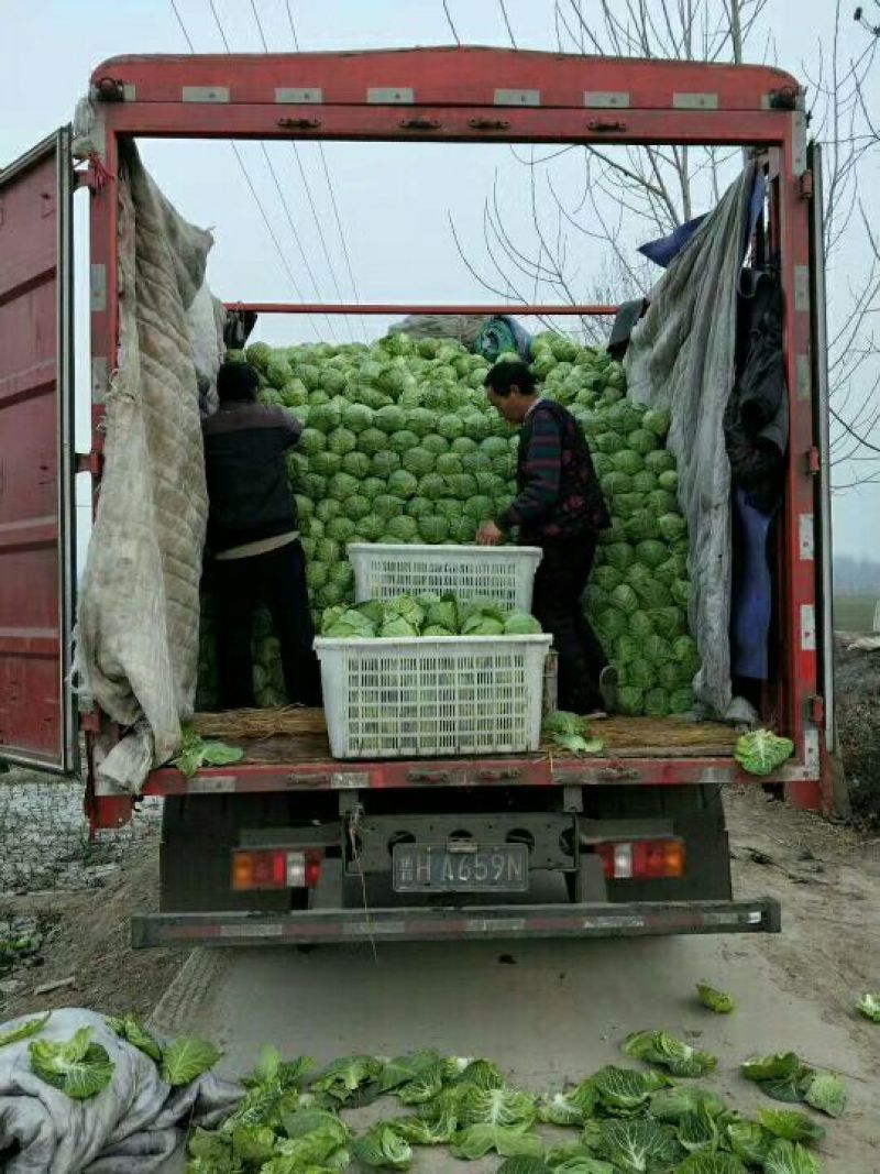 绿甘蓝精品绿甘蓝，色泽亮并且绿！主要产地！
