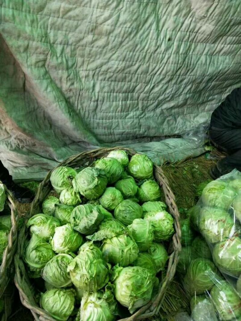 绿甘蓝精品绿甘蓝，色泽亮并且绿！主要产地！