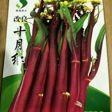 红菜苔种子95%以上