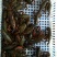 克氏原螯虾稻田套养2-4钱（10-20克）食用活虾