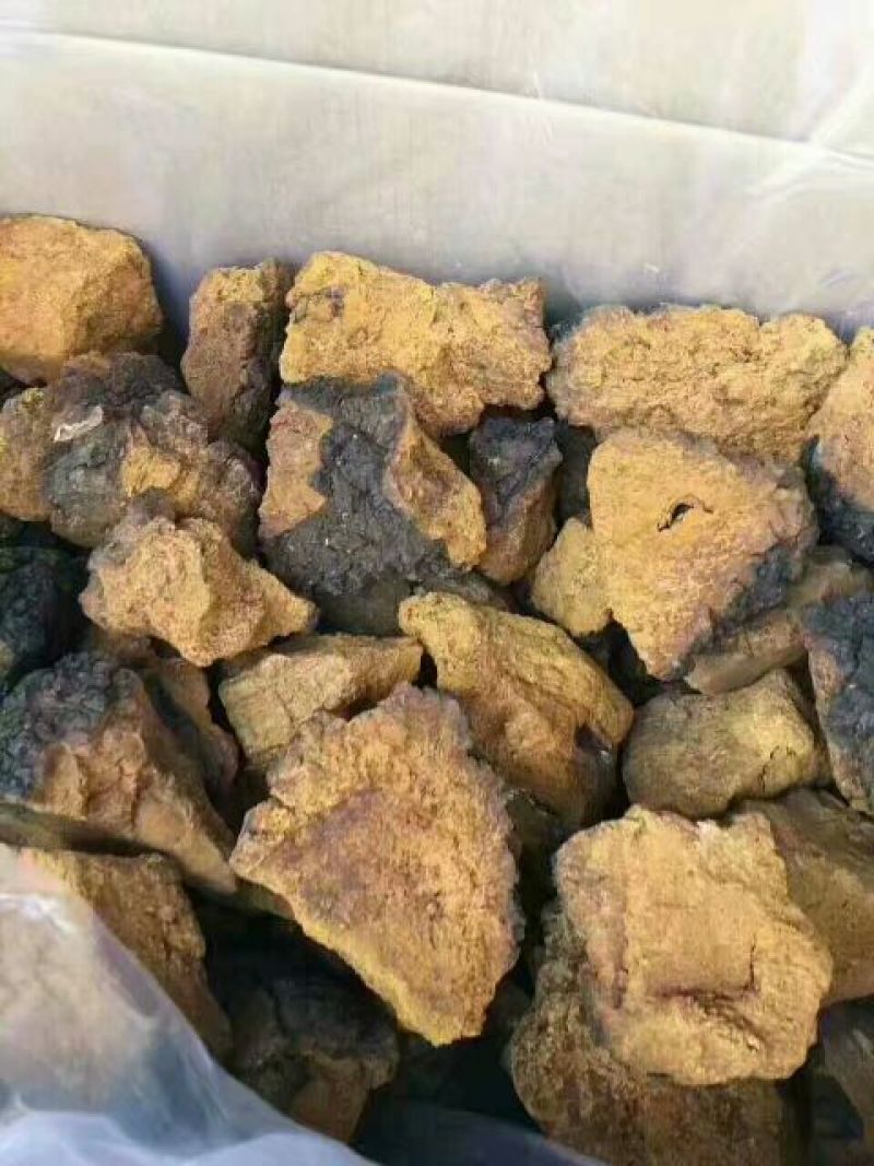 白桦茸黄褐孔菌煮水规格齐全2斤包邮