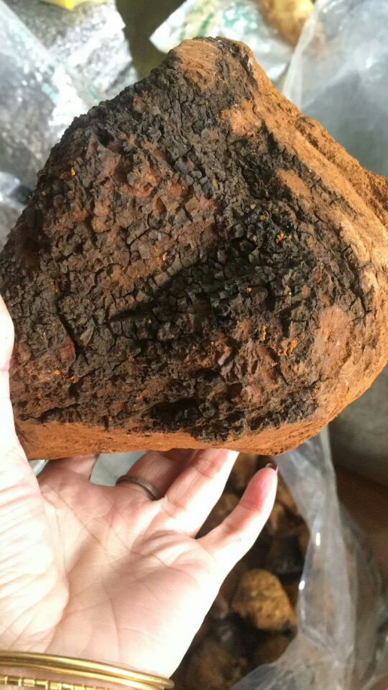 白桦茸黄褐孔菌煮水规格齐全2斤包邮