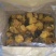 白桦茸黄褐孔菌煮水规格齐全2斤包邮