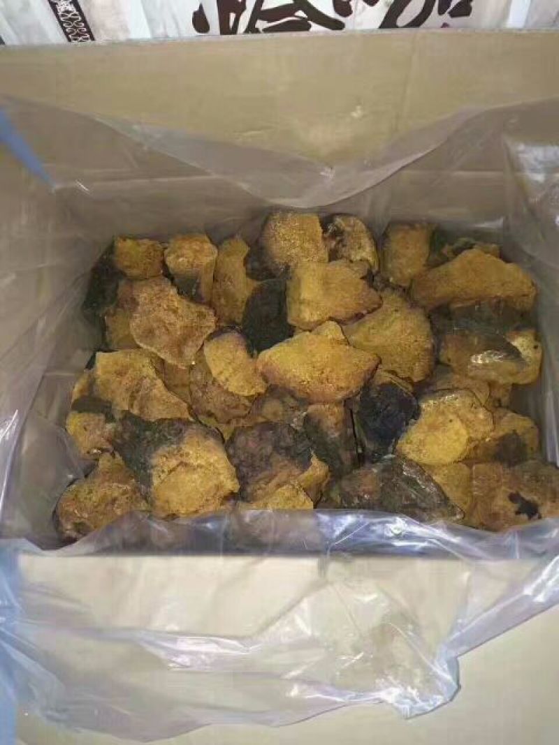 白桦茸黄褐孔菌煮水规格齐全2斤包邮