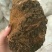 白桦茸黄褐孔菌煮水规格齐全2斤包邮