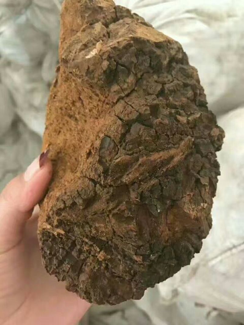 白桦茸黄褐孔菌煮水规格齐全2斤包邮