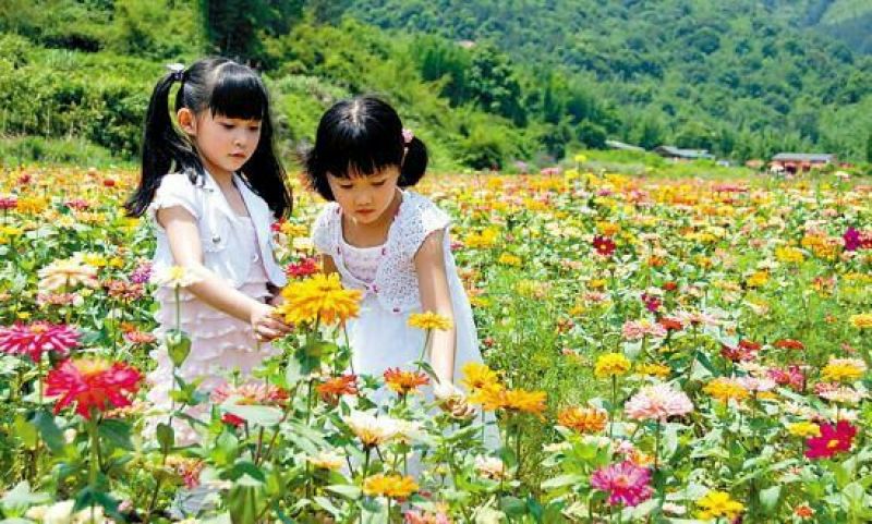百日草种子