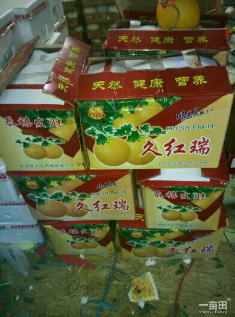 久红瑞甜瓜2斤以上统货