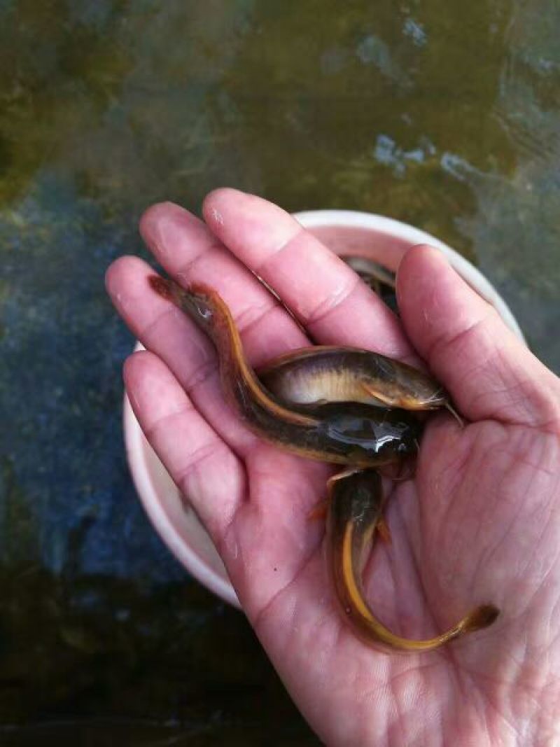 胡子鲶苗